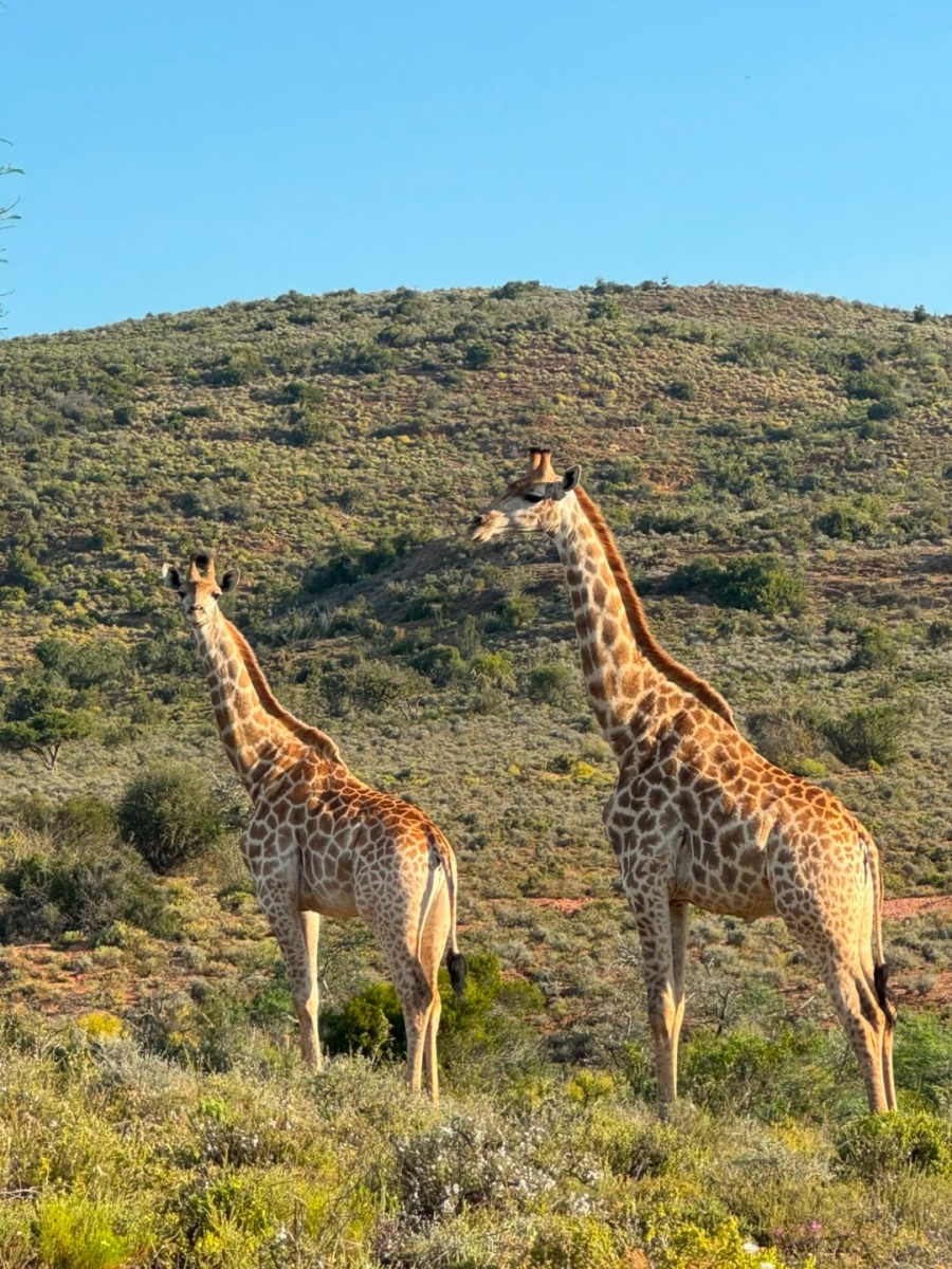 Commercial Property for Sale in Mossel Bay Rural Western Cape